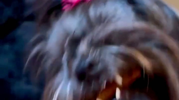 Happy Tails 1